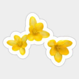 Yellow Crocuses Sticker